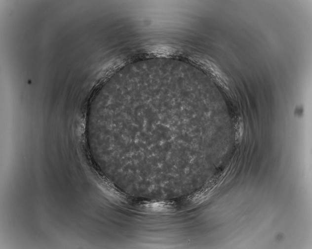 X0000099300365200805161354