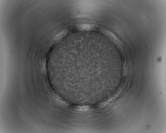 X0000099300377200805161354