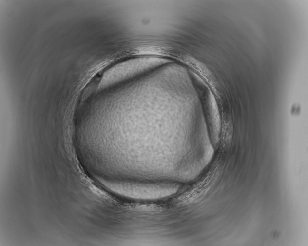 X0000099300385200805161354