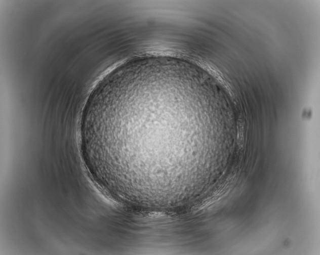 X0000099300390200805161354