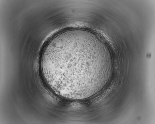 X0000099300392200805161354