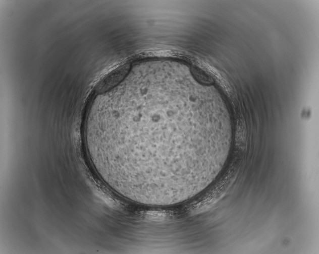 X0000099300394200805161354