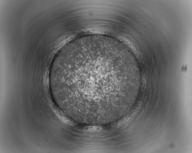 X0000099300398200805161354