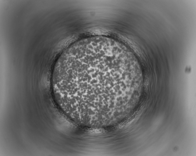 X0000099300402200805161353