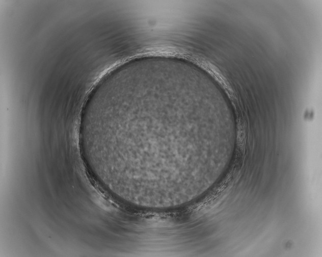 X0000099300434200805161352