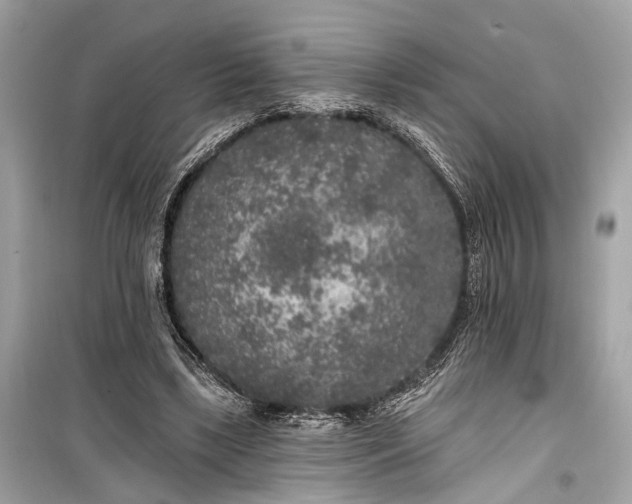 X0000099300443200805161352