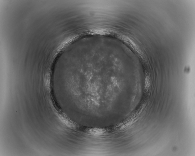 X0000099300444200805161352