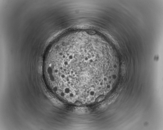 X0000099300446200805161352