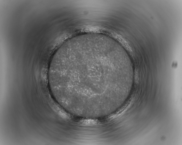 X0000099300449200805161353