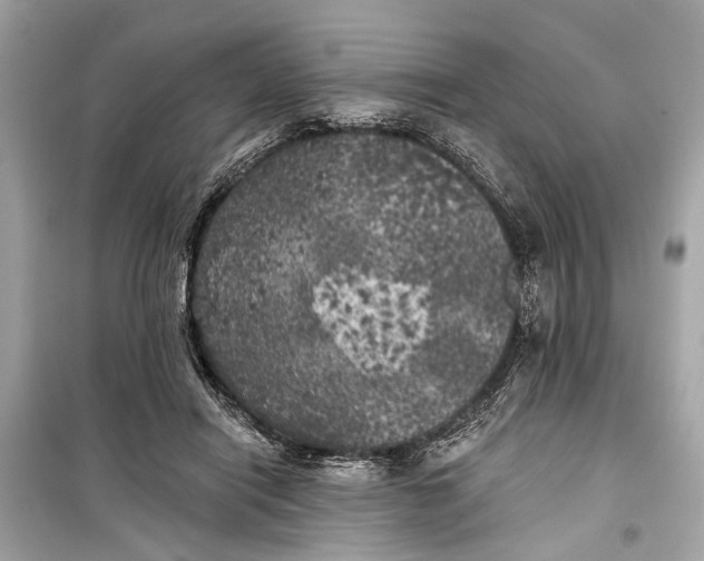 X0000099300454200805161353