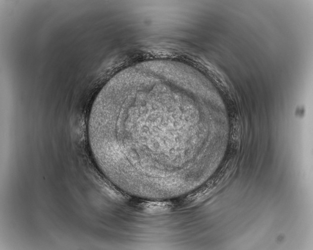 X0000099300465200805161353