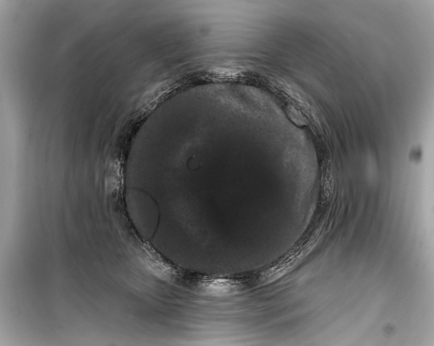 X0000099300467200805161353