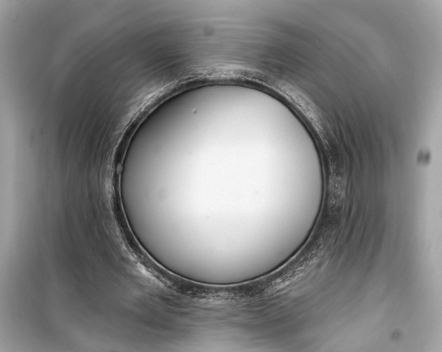 X0000099300485200805161352