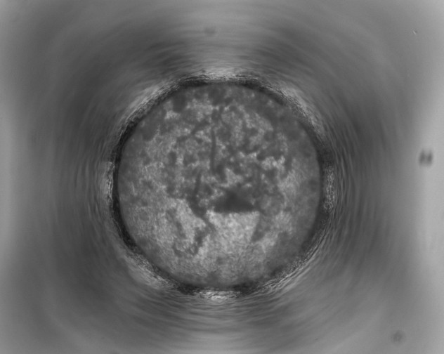 X0000099300495200805161352