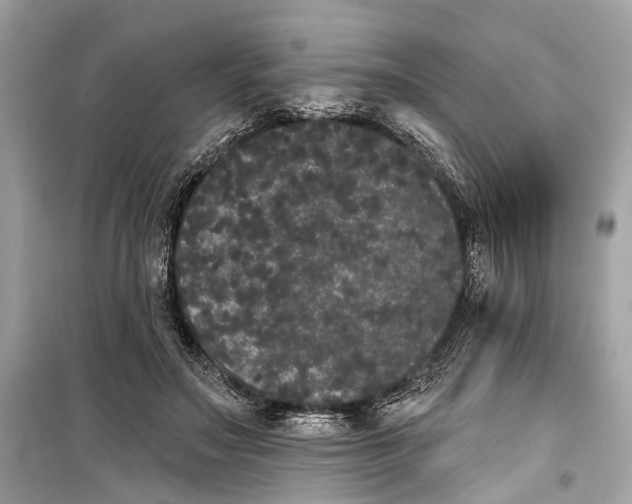 X0000099300499200805161352