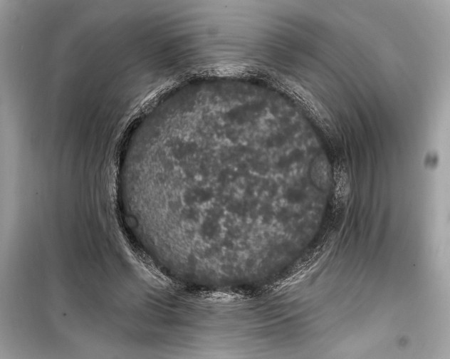 X0000099300542200805161351