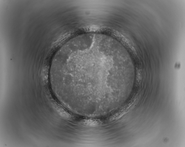 X0000099300545200805161351