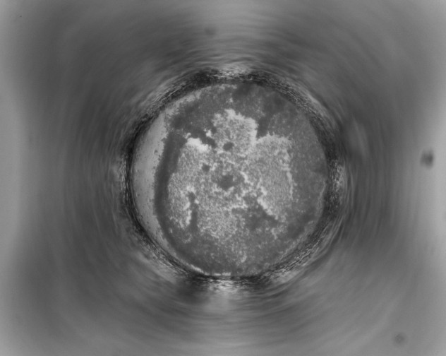 X0000099300565200805161351