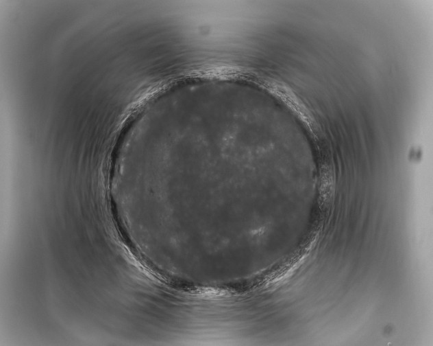 X0000099300585200805161351