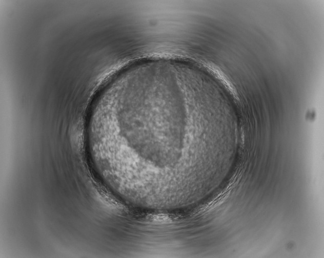 X0000099300588200805161351