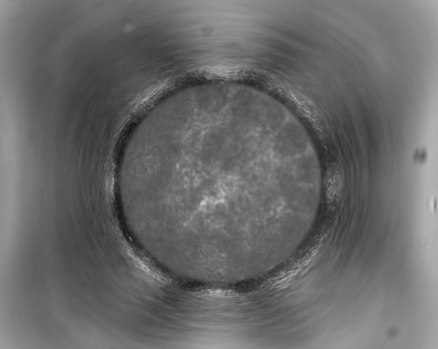 X0000099300637200805161349