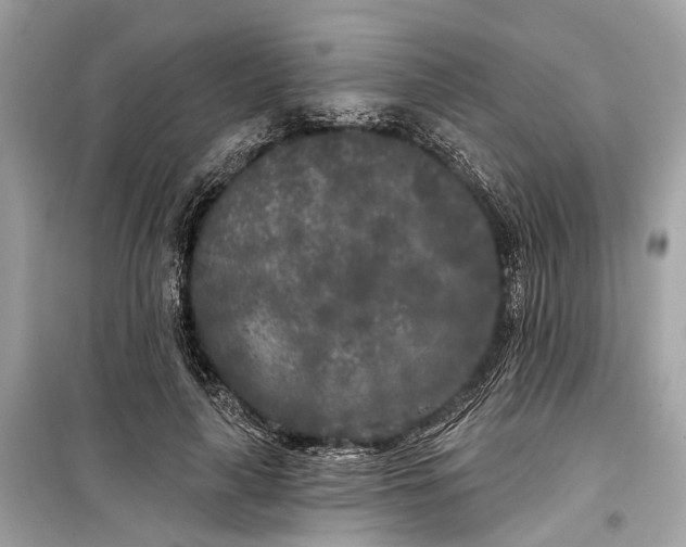 X0000099300643200805161350