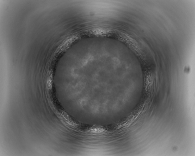 X0000099300644200805161350