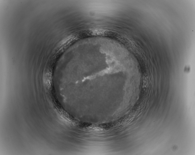 X0000099300648200805161350