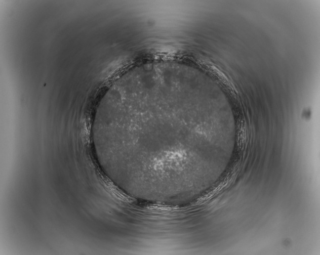 X0000099300661200805161350