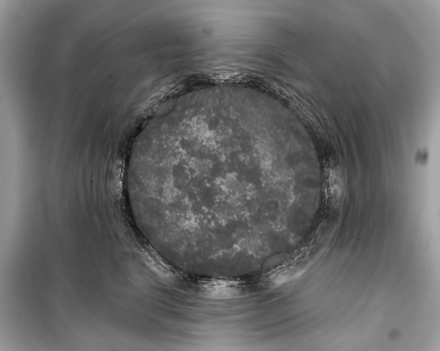 X0000099300664200805161350