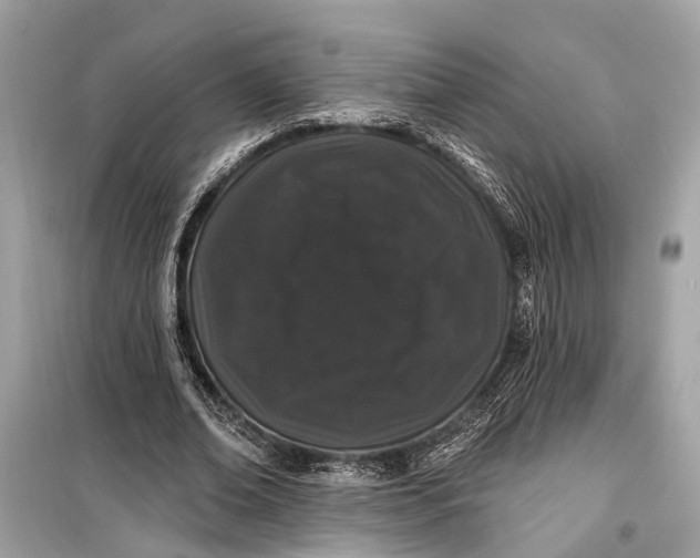 X0000099300678200805161349