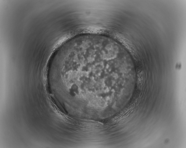 X0000099300679200805161349