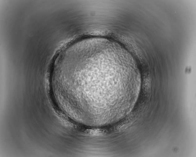 X0000099300688200805161349