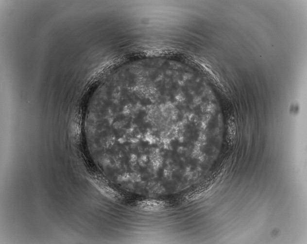 X0000099300691200805161349