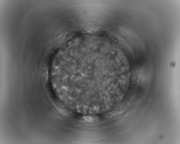 X0000099300703200805161349