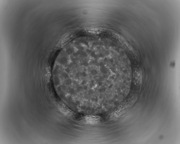 X0000099300707200805161349