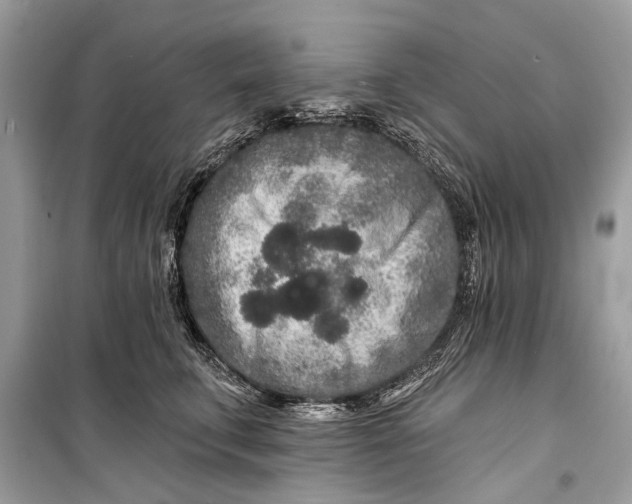 X0000099300711200805161349