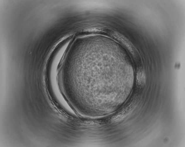 X0000099300724200805161348