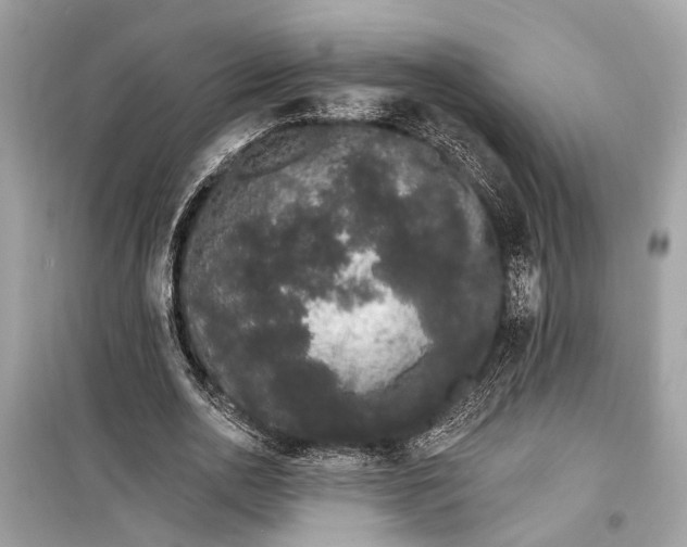 X0000099300726200805161348