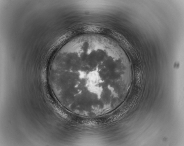 X0000099300729200805161348