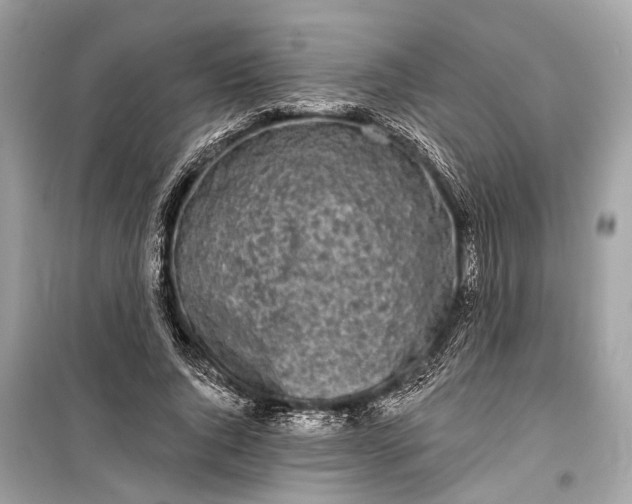 X0000099300736200805161348