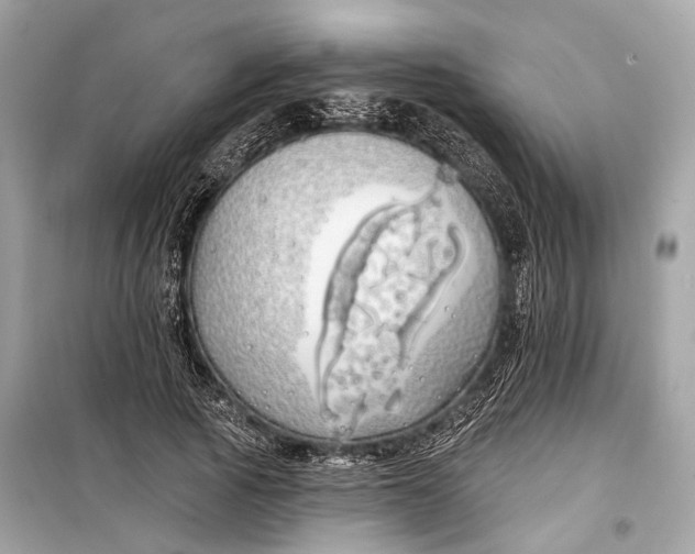 X0000099300737200805161348