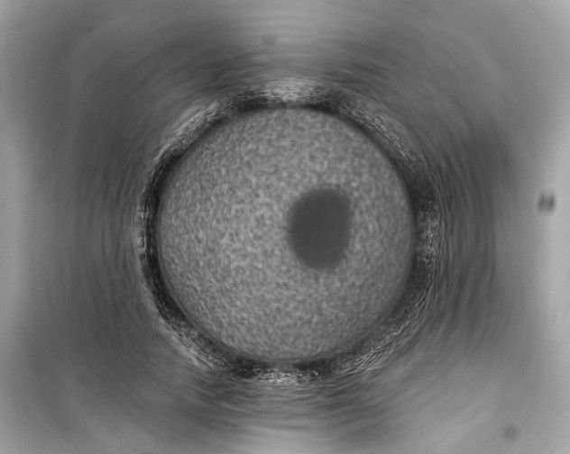 X0000099300738200805161348