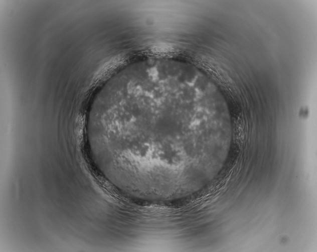 X0000099300742200805161348