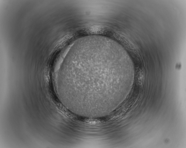 X0000099300746200805161348