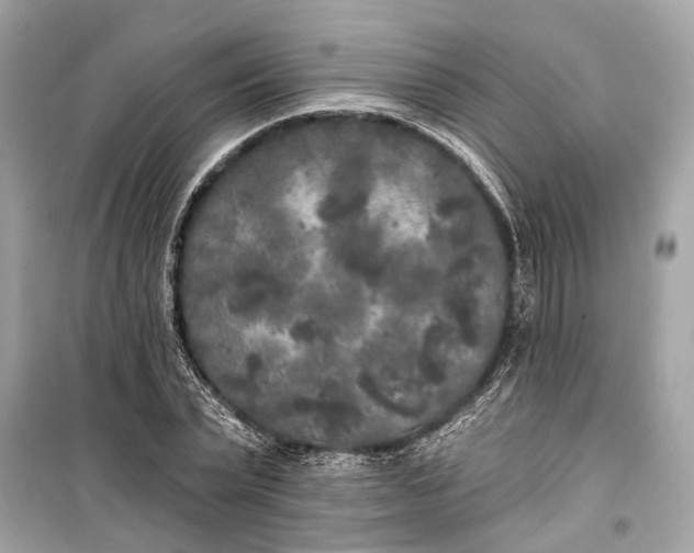 X0000099300783200805161347