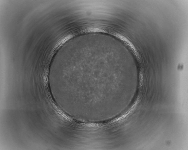 X0000099300785200805161347