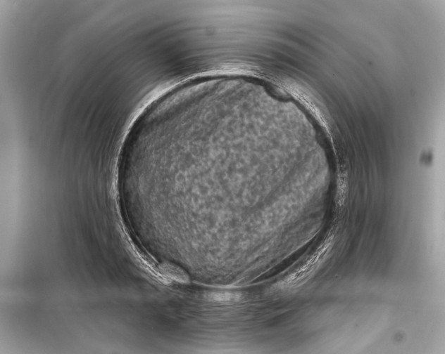 X0000099300797200805161347