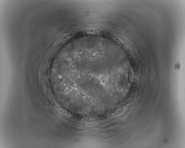 X0000099300817200805161346