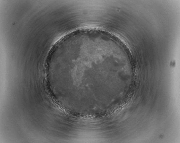 X0000099300823200805161346